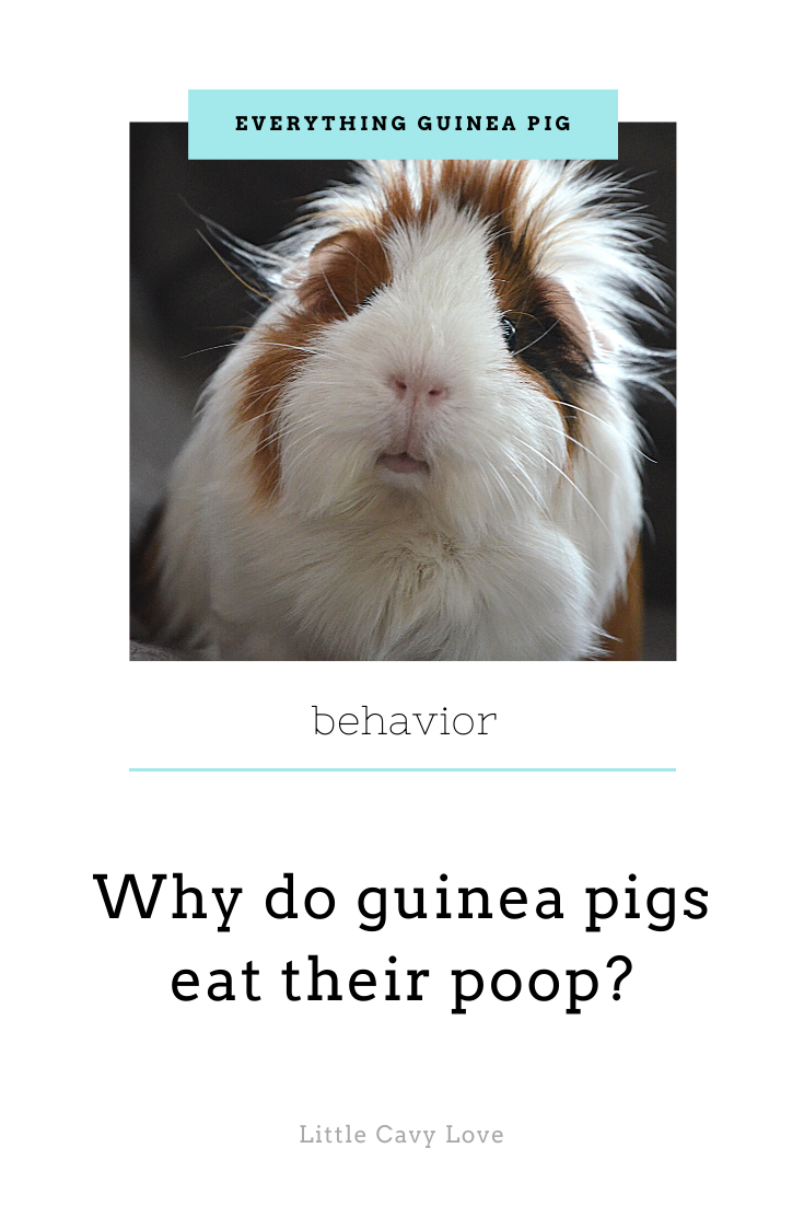 what guinea pigs can and cannot eat