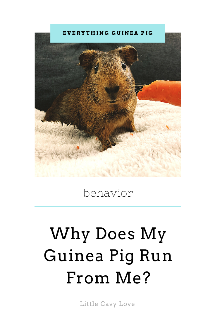guinea pig runs from me